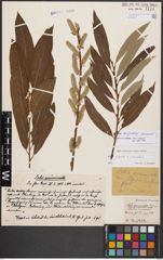 Salix burjatica Nasarow